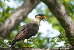 Crested Caracara / ***