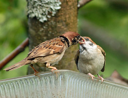 Guten Appetit / ***