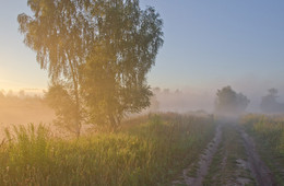 Roadside Birken / ***