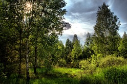 geheimnisvollen Wald / ***