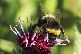 Shaggy bumblebee / ***