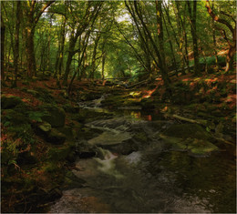 ... In einem geheimnisvollen Wald III ... / ***