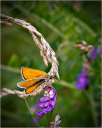 Tolstogolovka dash / Thymelicus lineola (Ochsenheimer, 1808 )
Essex Skipper