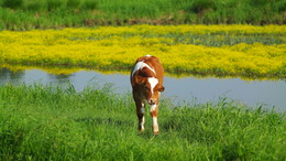 Es gibt eine Stier geschwungen. / ***