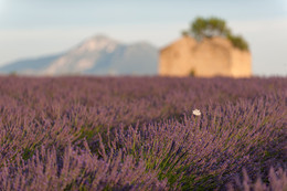 Lavendel Sonnenuntergang / ***