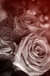 Rosette / ***