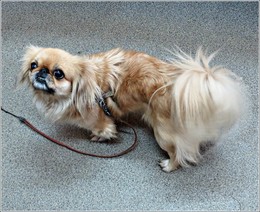 Pekinese / ***