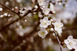 Frühling / ***