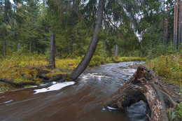 Forest River / ***