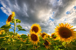 Sommerhitze, Sonnenblumen / ***