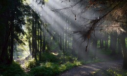 Auf den Spuren / ***