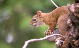 American red squirrel / ***