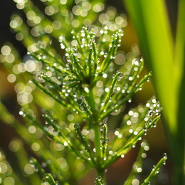 Morgen, Makro und Bokeh. / ***