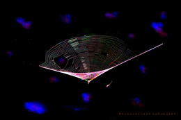 Gossamer - Platte. / ***