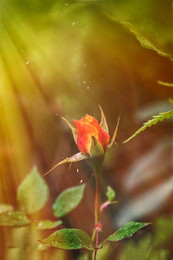 Über feuerrote Blume / ***