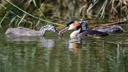 Grebes. / ***