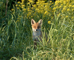 Neugierig Fuchs / ***