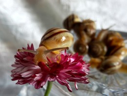 Über eine Schnecke / ***