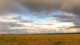 Russische Feld / ***