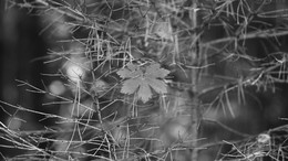 Schwarz und weiß Herbst. / ***