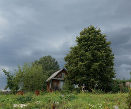 Meine Lieblings-Linde. / ***