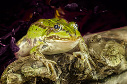 Frosch unter dem Blatt / ***