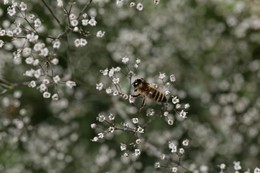 Oberhalb der lichte Wolke Träume ... / ***