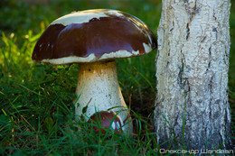 Boletus edulis / ***