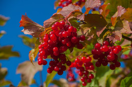 Cluster von Viburnum / ***