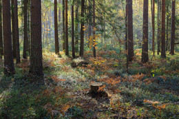 Herbstwald / ***