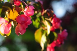 Blüte / ***