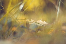 Herbst / ***