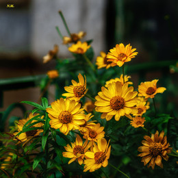 Herbstblumen / SONY ILCE-6000 camera lens SEL50 F/2.5 SO 100
