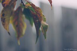 Herbststimmung. / ***