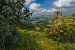 Frühling auf den Hängen des Mount Gilboa / ***