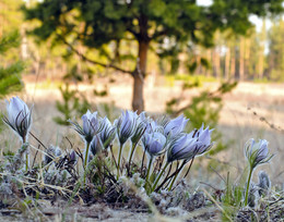 ganzen Frühling, Jungs!) / ***