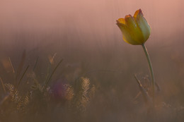 Morgen Tulpe in der Wüste / ***