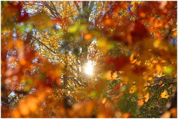 Letzte Strahl der Herbst ... / ***