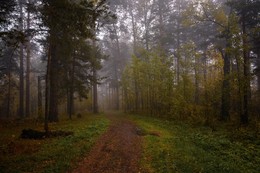 Über Wald. / ***