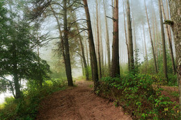 Waldlandschaft / ***