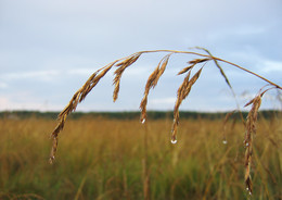 Rains ... / ***