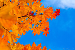 Herbst / ***
