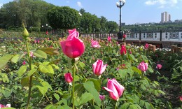 Donetsk - die Stadt der Rosen. / ***