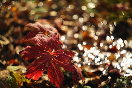 Autumn Phantasie. / ***