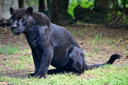 Mexican jaguar / ***