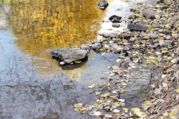 Nezolotoe Schnitt / ***