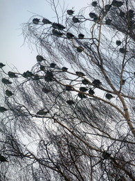 Nezolotoe Schnitt / ***