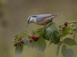 Nicht das Leben, und Himbeeren / ***