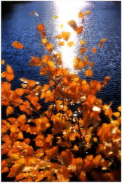 Herbststrauß / ***