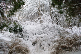 Unter einem Schleier Januar / ***